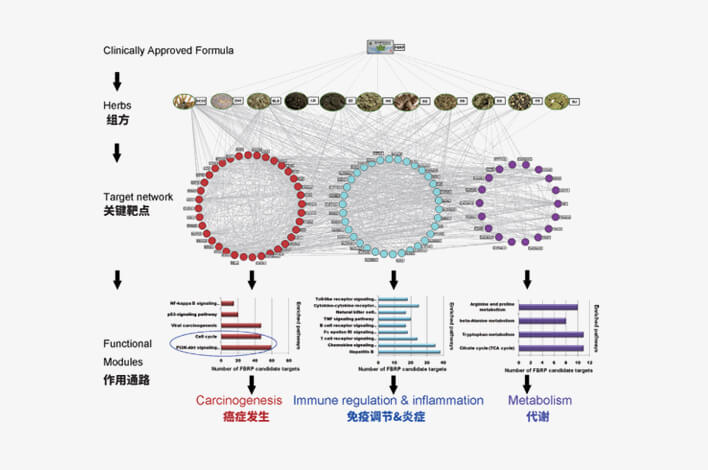 軟肝片核心網(wǎng)絡(luò)靶標參與
